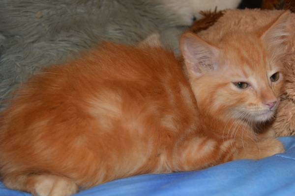 Sweet Orange Male Kitten Needs A Home ASAP (Mesa