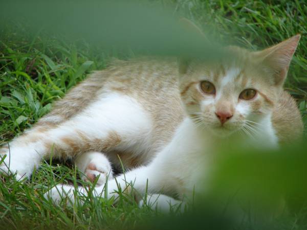 Sweet orange tabby kitten with amber eyes needs a loving home (Pownal)