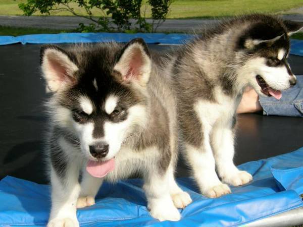 Sweet white amp black husky needs to be re