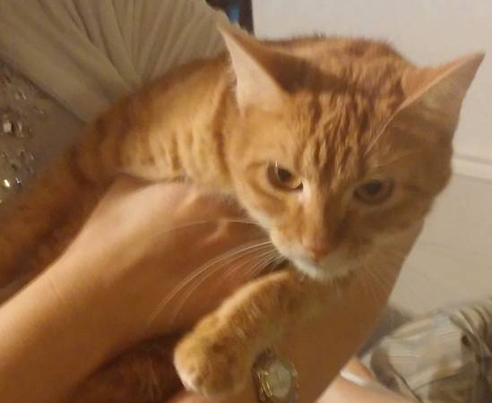 Sweet Xena Orange Female Cat Needs Home or Foster ASAP (New Orleans Area)