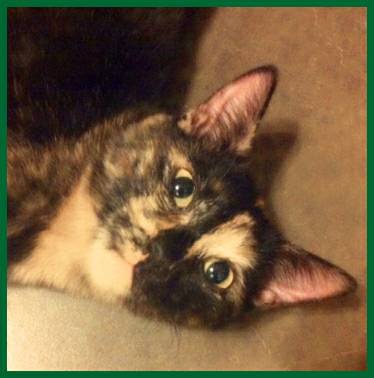 Sweet Young Torti Kitty Cat for Adopting (Metairie)