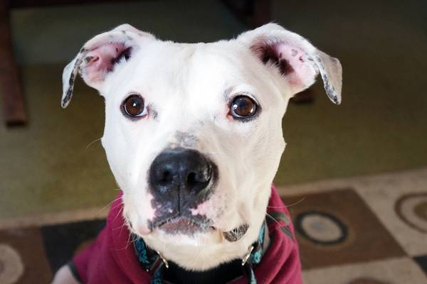 Sweetcake, the adorable doofus o) (Salem, NH)