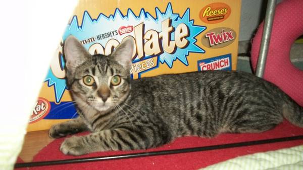 Tabby kitten available (Oakland Hills)