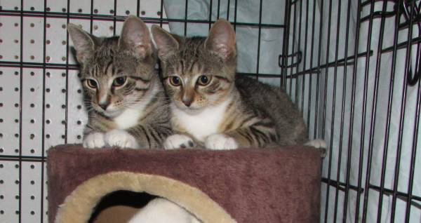 TABBY KITTENS FOR ADOPTION (Bedford)