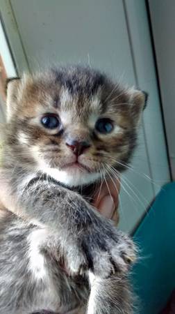 Tabby Kittens Still Available (Fuquay Varina, NC)