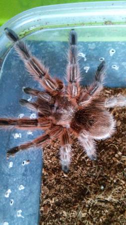 Tarantulas