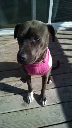 TAWNY A 1YR. OLD PUPPY BLUE LACY (West Fargo)