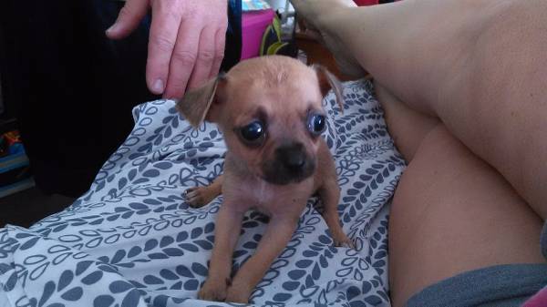 tea cup chihuahua puppy (Hamilton)