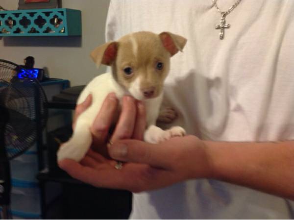 18 week puppy (Slidell)