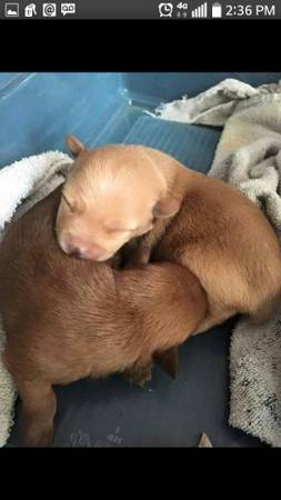 Tea CUP YORKIE POM (FAIRFIELD TWP)