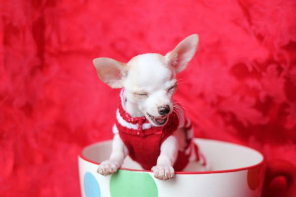 Teacup Chihuahua (Blue Springs)