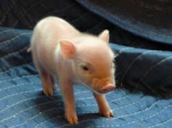 Teacup Mini Piglet For Re