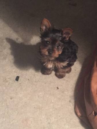 Teacup Yorkie Male