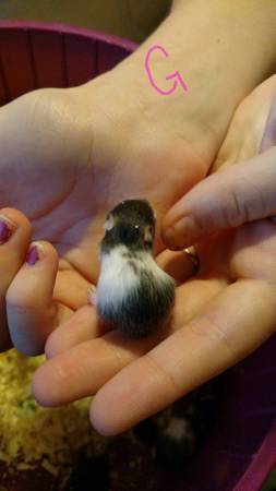 teddy bear hamster babies