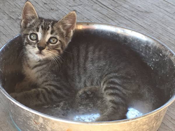 TEENY BLACK amp GREY TABBY KITTEN