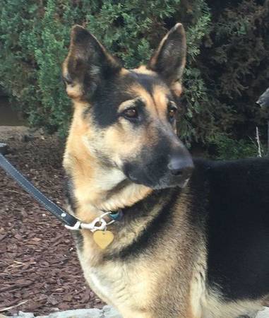 Temporary Foster Homes Needed for German Shepherd Rescue Dogs (san jose south)