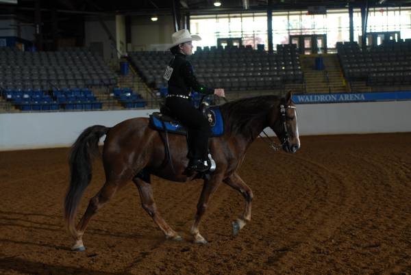 TENNESSEE WALKING HORSE Gelding For Adoption URGENT (Randallstown)