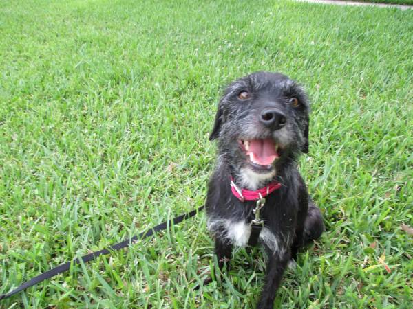 terrierschnauzer girl (Orlando)