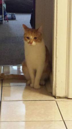 This loving cat needs a new home (humboldt park)