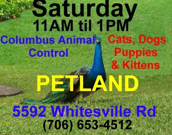 This Saturday 11 to 1 PM  Adoptions at Petland  ( 5592 Whitesville Road Near OutBack Restaurant )
