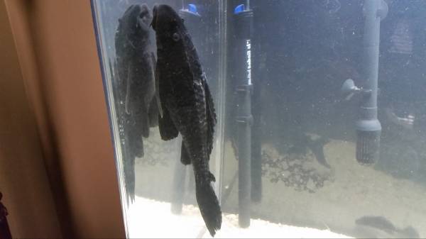 Three Huge Plecostomus Algae Eater Fish For Sale 10 Plus (Glendale)