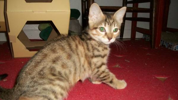 THREE SISTER KITTENS AVAILABLE (OAKLAND HILLS)
