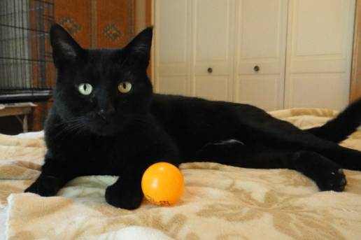 Tinker the black cat looking for furrever home (Queensbury NY)