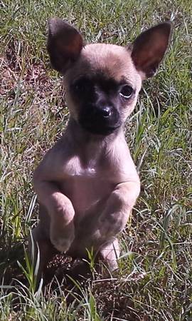 tiny Chihuahua