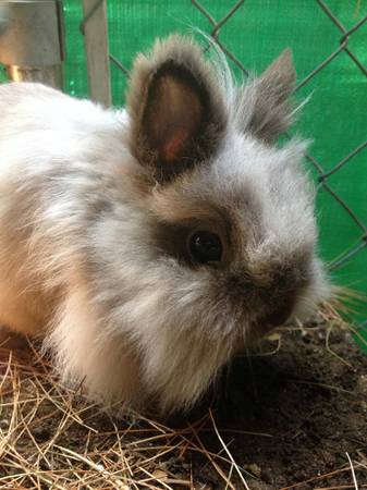 tiny female bunny (manchester)