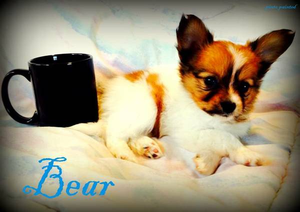 Tiny Papillon Puppy (Bremerton)