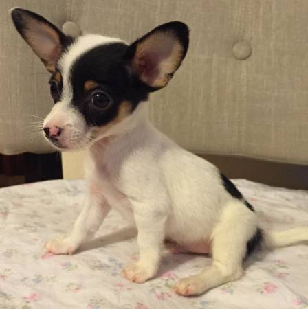TINY PUPPIES 1008465039 Toy Fox Terrier Chihuahua Puppies (Oahu)