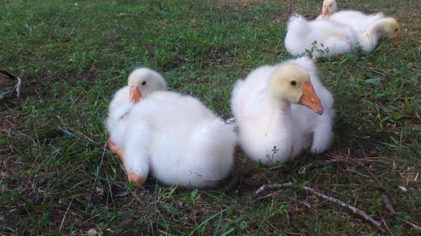 Tired of your Easter ducks and chicks (Chesterfield)