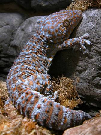 tokay gecko 20