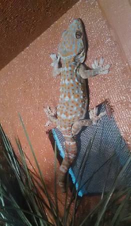 Tokay Gecko and Custom Enclosure (Lilburn)
