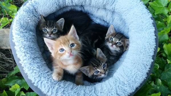 TOO CUTE KITTENS ) (Vancouver, WA)