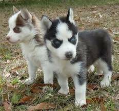 Top class Male and Female Siberian Husky puppies for re