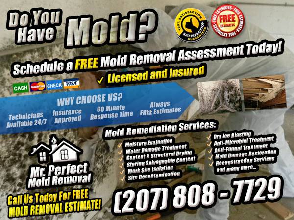 Top Mold Removal Company