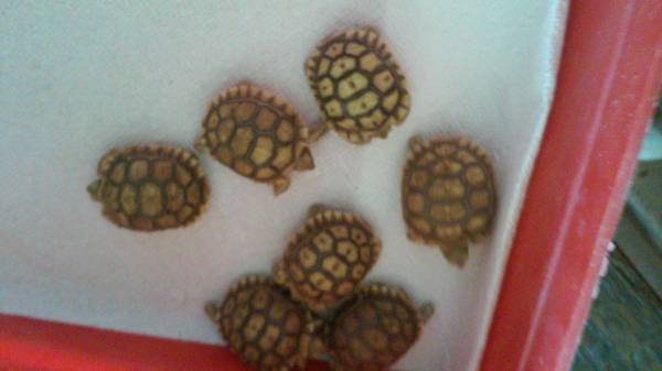 Tortoise, baby tortoises (Glendale)
