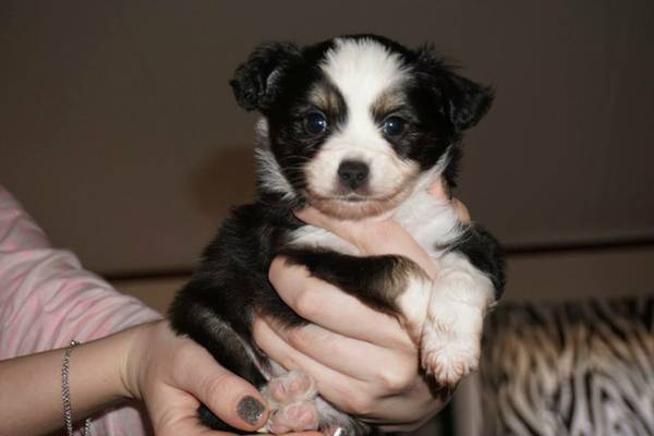 Toy Australian Shepherd (Adair, OK)