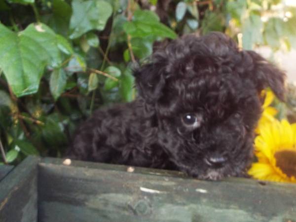 Toy Poodle (campbell)