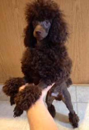 Toy poodle (Middleburg heights)