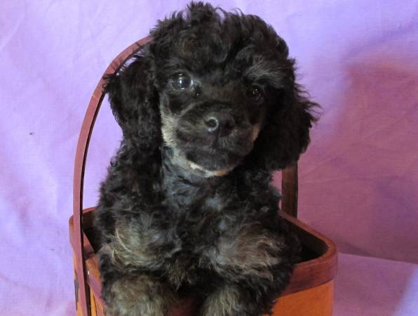 toy poodle puppy (male phantom)