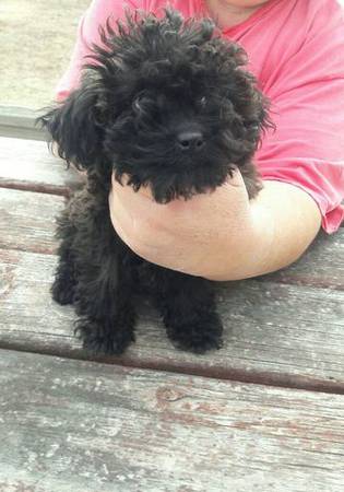 Toy poodle puppy (Sidney)