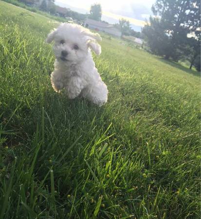 Toy Poodles 7 weeks old, need New Home (United States)