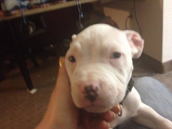 Trade blue nose pit for pure blk pit
