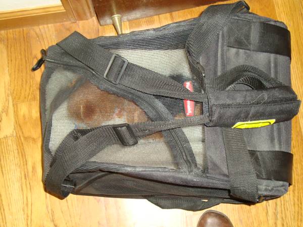 Travel Bag for pets (nw arvada)