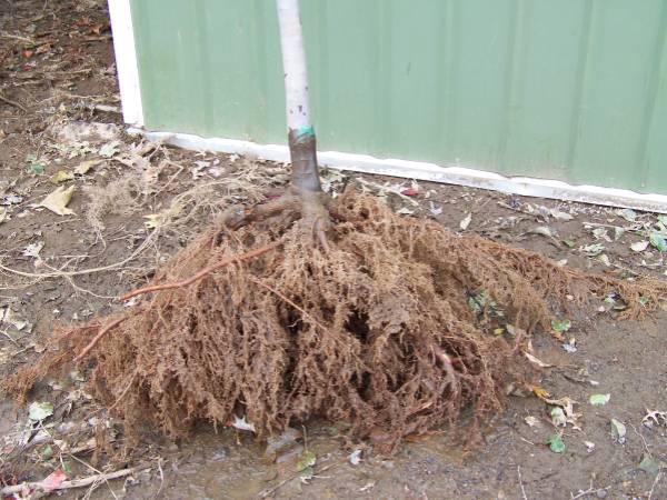 Tree amp Shrub Removal or Transplanting (Elkhorn)