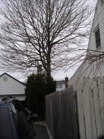 Tree Branch Trimmings, R branches too low, in the way Low Prices (Nassau Suffolk)