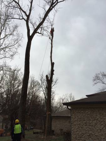 Tree Care (Fishers)