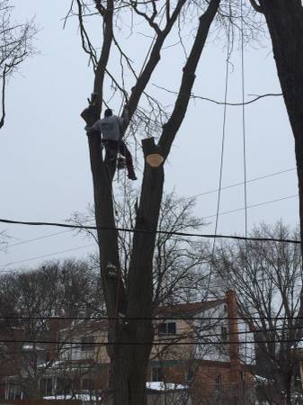 Tree Removal amp Trimming (OaklandMacomb Counties)